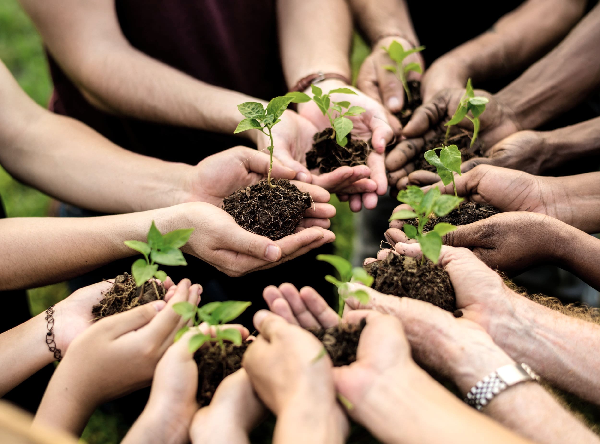 hands holding fresh dirt and plants