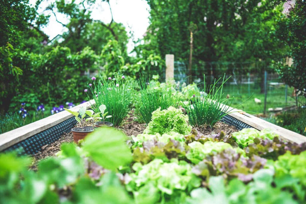 Photo of plants growing in a garden.