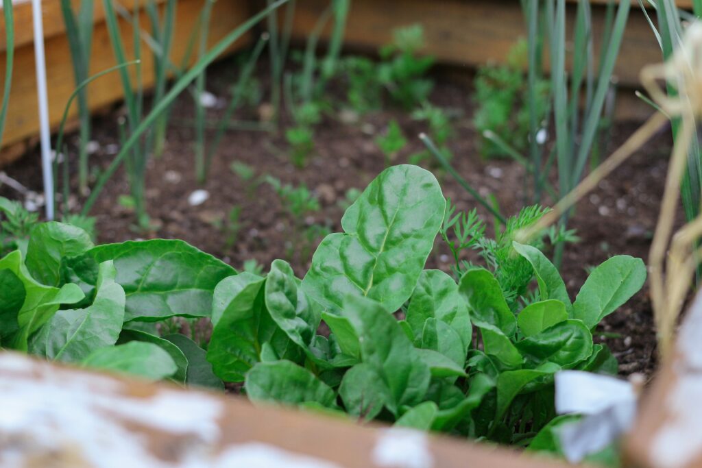 Spinach growing in a garden. 