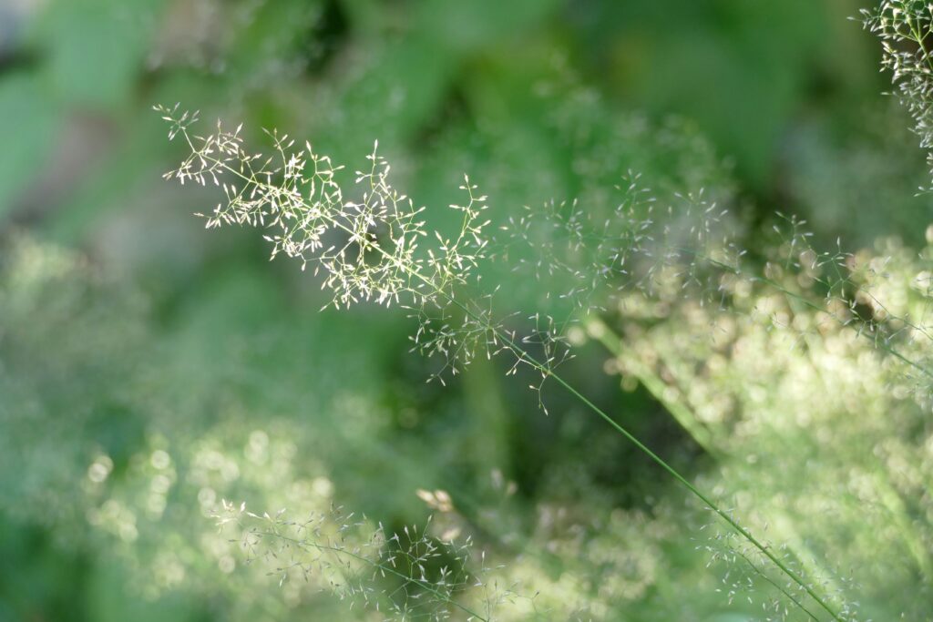 pollen allergies
